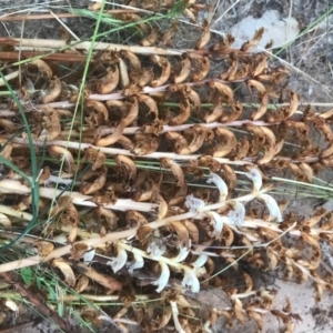 Orobanche minor at Watson, ACT - 5 Dec 2016 07:50 PM