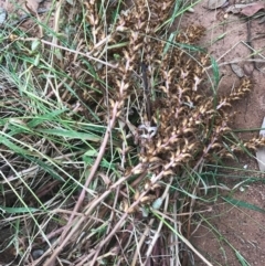 Orobanche minor (Broomrape) at Watson, ACT - 5 Dec 2016 by AaronClausen