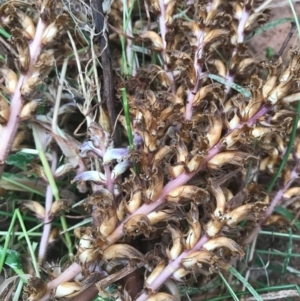 Orobanche minor at Watson, ACT - 5 Dec 2016 07:50 PM