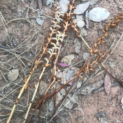 Orobanche minor (Broomrape) at Watson, ACT - 5 Dec 2016 by AaronClausen