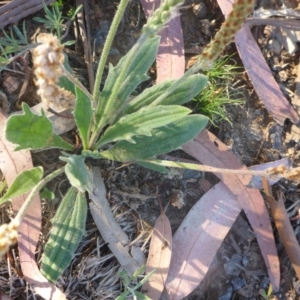 Plantago varia at Reid, ACT - 27 Nov 2016