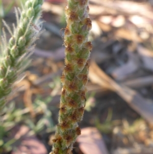 Plantago varia at Reid, ACT - 27 Nov 2016