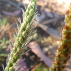 Plantago varia at Reid, ACT - 27 Nov 2016