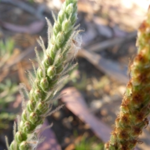 Plantago varia at Reid, ACT - 27 Nov 2016