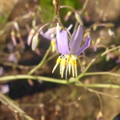 Dianella sp. aff. longifolia (Benambra) at Reid, ACT - 27 Nov 2016