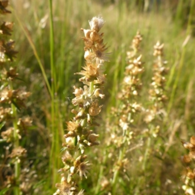 Gamochaeta americana (American Everlasting) at Reid, ACT - 27 Nov 2016 by JanetRussell