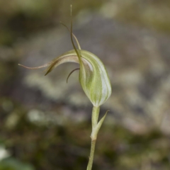 Unidentified at Bournda, NSW - 4 Apr 2012 by scb