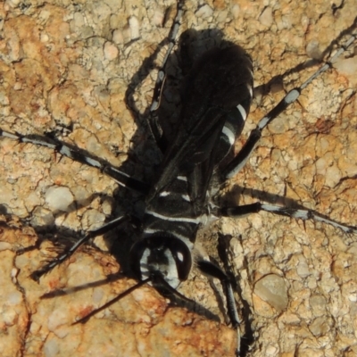 Turneromyia sp. (genus) (Zebra spider wasp) at Chisholm, ACT - 17 Feb 2016 by michaelb