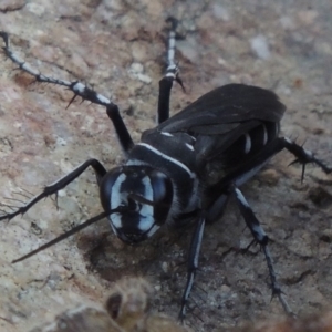 Turneromyia sp. (genus) at Old Tuggeranong TSR - 17 Feb 2016