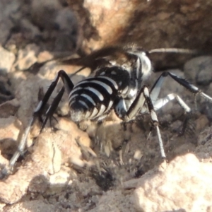 Turneromyia sp. (genus) at Old Tuggeranong TSR - 17 Feb 2016