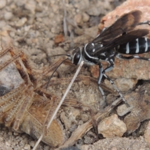 Turneromyia sp. (genus) at Old Tuggeranong TSR - 17 Feb 2016