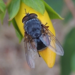 Calliphora sp. (genus) (Unidentified blowfly) at Conder, ACT - 18 Nov 2016 by michaelb