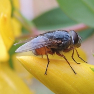 Calliphora sp. (genus) at Conder, ACT - 19 Nov 2016 07:36 AM