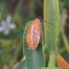 Balta spuria (A Balta Cockroach) at Pollinator-friendly garden Conder - 18 Nov 2016 by michaelb