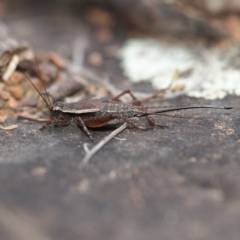 Eurepa marginipennis (Mottled bush cricket) at Canberra Central, ACT - 5 Dec 2016 by David