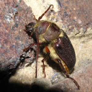 Sceleocantha glabricollis at Kambah, ACT - 5 Dec 2016