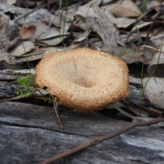 Lentinus fasciatus (Hairy Trumpet) at Farrer Ridge - 7 Oct 2016 by ArcherCallaway