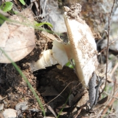 Amanita sp. (Amanita sp.) at Farrer Ridge - 7 Oct 2016 by ArcherCallaway