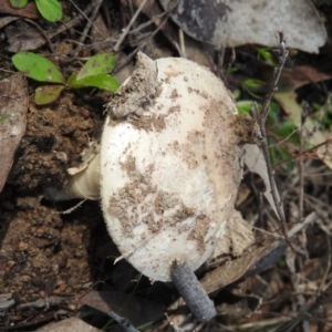 Amanita sp. at Farrer Ridge - 7 Oct 2016