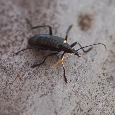 Tanychilus sp. (genus) (Comb-clawed beetle) at Acton, ACT - 5 Dec 2016 by David