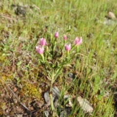 Centaurium sp. (Centaury) at Farrer Ridge - 7 Oct 2016 by ArcherCallaway