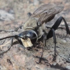 Sphex sp. (genus) (Unidentified Sphex digger wasp) at Pine Island to Point Hut - 18 Jan 2016 by michaelb