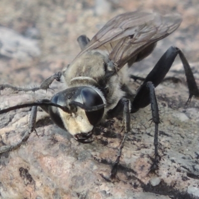 Sphex sp. (genus) (Unidentified Sphex digger wasp) at Pine Island to Point Hut - 18 Jan 2016 by michaelb