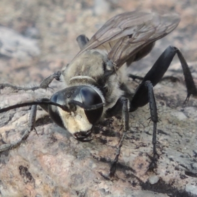 Sphex sp. (genus) (Unidentified Sphex digger wasp) at Paddys River, ACT - 18 Jan 2016 by MichaelBedingfield