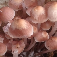 Mycena sp. (Mycena) at Burra, NSW - 5 Dec 2016 by Safarigirl