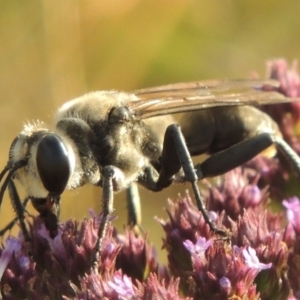 Sphex sp. (genus) at Paddys River, ACT - 19 Jan 2016