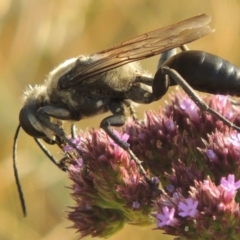 Sphex sp. (genus) at Paddys River, ACT - 19 Jan 2016