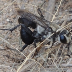 Sphex sp. (genus) at Paddys River, ACT - 19 Jan 2016