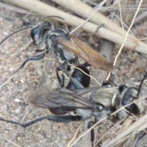 Sphex sp. (genus) at Paddys River, ACT - 19 Jan 2016