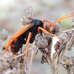 Cryptocheilus sp. (genus) (Spider wasp) at Chisholm, ACT - 31 Jan 2016 by MichaelBedingfield