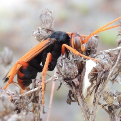 Cryptocheilus sp. (genus) (Spider wasp) at Chisholm, ACT - 31 Jan 2016 by MichaelBedingfield