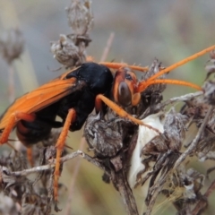 Cryptocheilus sp. (genus) at Chisholm, ACT - 31 Jan 2016