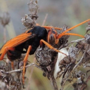 Cryptocheilus sp. (genus) at Chisholm, ACT - 31 Jan 2016 08:05 PM