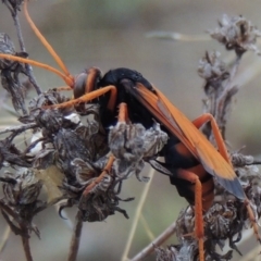 Cryptocheilus sp. (genus) at Chisholm, ACT - 31 Jan 2016