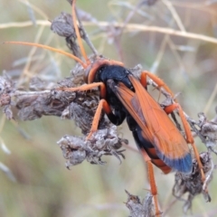 Cryptocheilus sp. (genus) at Chisholm, ACT - 31 Jan 2016 08:05 PM