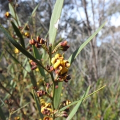 Daviesia mimosoides subsp. mimosoides at Farrer Ridge - 7 Oct 2016