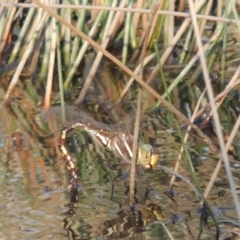 Adversaeschna brevistyla at Tennent, ACT - 7 Feb 2016