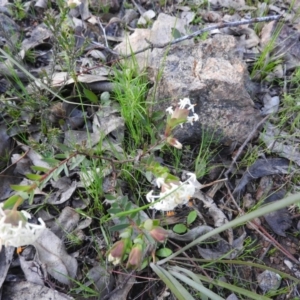 Pimelea linifolia subsp. linifolia at Farrer Ridge - 7 Oct 2016 09:30 AM