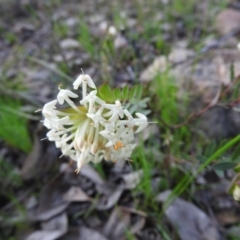 Pimelea linifolia subsp. linifolia at Farrer Ridge - 7 Oct 2016 09:30 AM