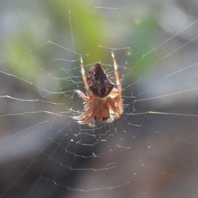 Socca pustulosa (Knobbled Orbweaver) at Farrer Ridge - 6 Oct 2016 by RyuCallaway