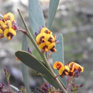 Daviesia mimosoides subsp. mimosoides at Farrer Ridge - 7 Oct 2016 09:36 AM