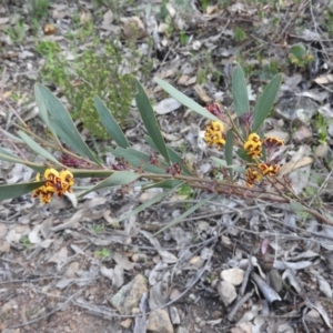 Daviesia mimosoides subsp. mimosoides at Farrer Ridge - 7 Oct 2016 09:36 AM