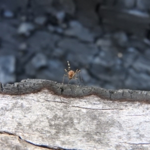 Culicidae (family) at Farrer Ridge - 7 Oct 2016