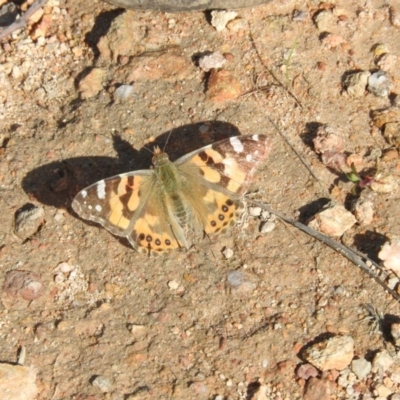 Vanessa kershawi (Australian Painted Lady) at Farrer Ridge - 6 Oct 2016 by RyuCallaway