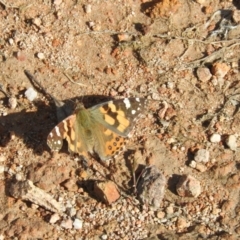 Vanessa kershawi at Farrer Ridge - 7 Oct 2016 09:44 AM