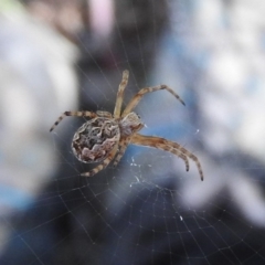 Hortophora sp. (genus) (Garden orb weaver) at Isaacs, ACT - 7 Oct 2016 by ArcherCallaway